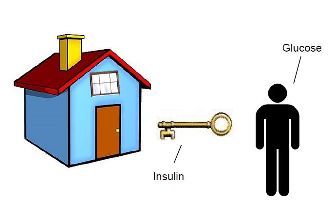 insulin